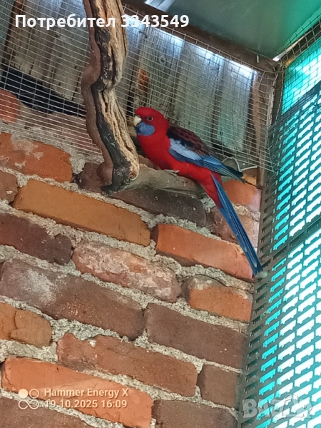 Мъжка червена пенантова розела , снимка 1