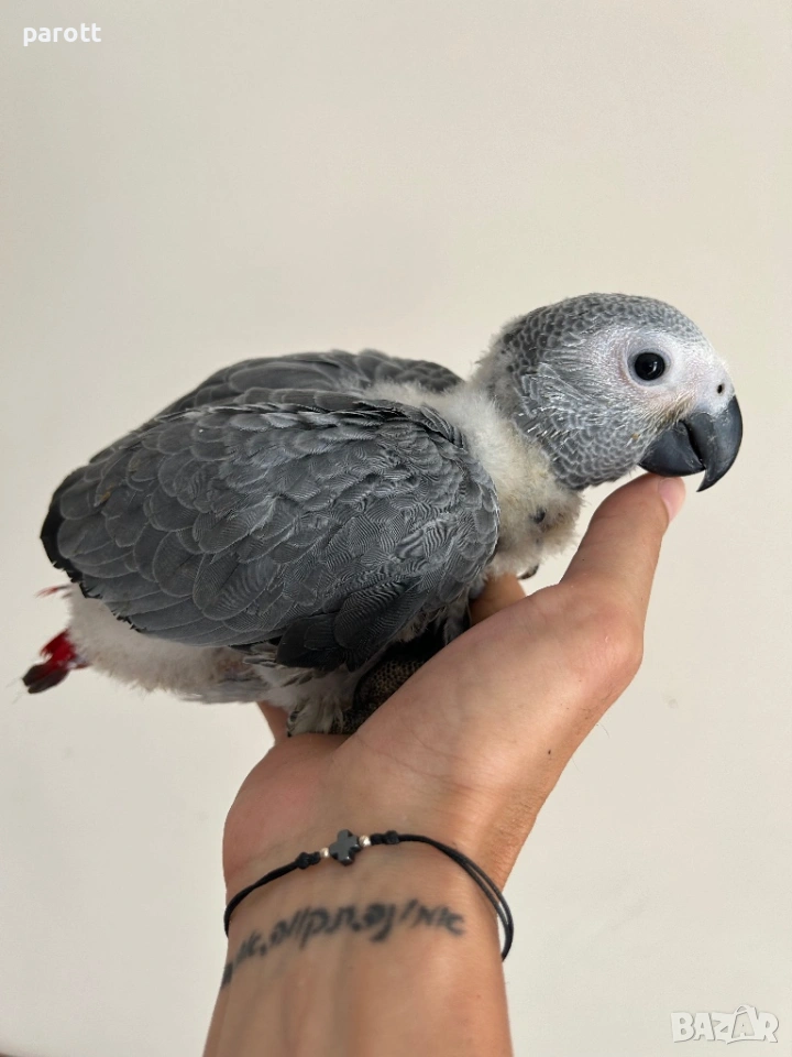 Ръчно хранени папагали Жако, снимка 1