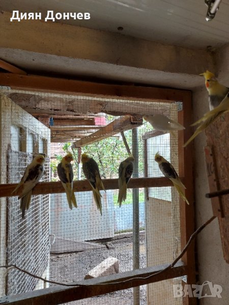 продавам вълнисти папагали,корели,гугутки, снимка 1