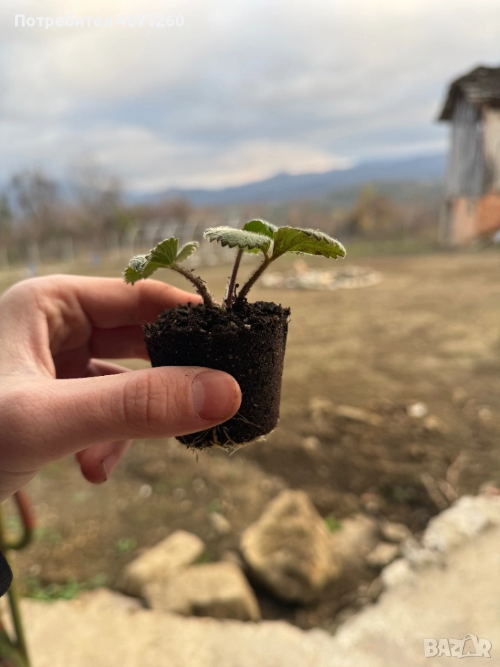 Разсад Ягоди сорт Дели, снимка 1