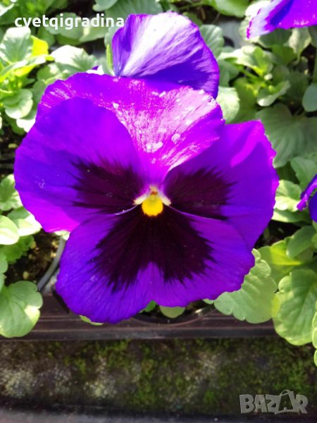 Viola Blue blotch(Виола едроцветна Синьо петно), снимка 1