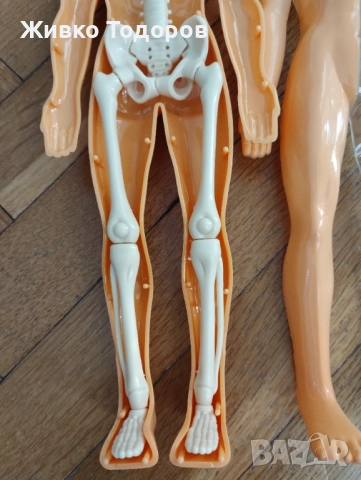 Образователна анатомична фигура - Човешко тяло 3D, 29.5см, снимка 7 - Образователни игри - 51702687