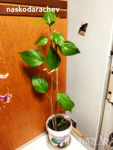 Китайски рози хибискус цвят банан оранжев празен фуния , снимка 9 - Стайни растения - 39360805