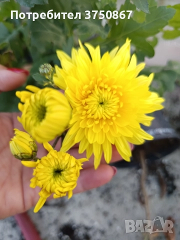 💞😍♥️ Уникални български хризантеми – селекция, създадена с грижа! 💞♥️💞, снимка 15 - Градински цветя и растения - 50782033
