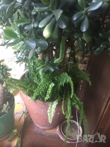 Дьрвото на живота , снимка 7 - Стайни растения - 26841668