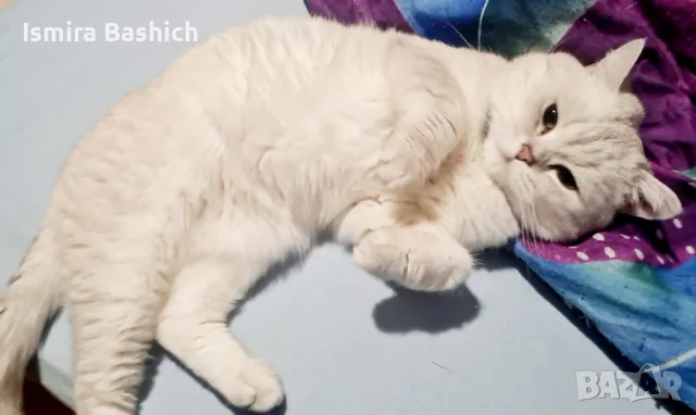 Британска късокосместа, снимка 6 - Търси партньор - 49222279