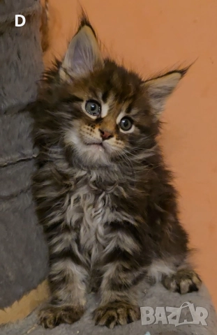 Уникални мейн куун дългокосмести котенца, снимка 9 - Мейн кун - 51780684