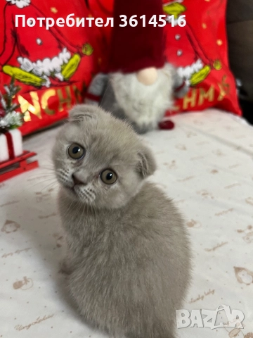 Клепоухо шотландско момченце, снимка 6 - Британска късокосместа - 52859235