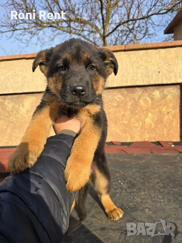 Немски Овчарки !Свободни 2 мъжки и 2 женски, снимка 11 - Немска овчарка - 52650450