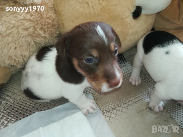 ПРОДАВАМЕ КУЧЕНЦЕ-ДЖАК РЪСЕЛ 1409251746, снимка 2 - Джак ръсел териер - 51711538