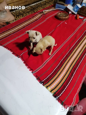 пинчерчета за продажба, снимка 4 - Пинчер - 52712957