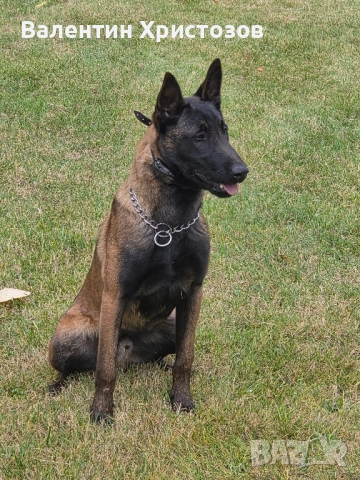 белгийска овчарка малиноа , снимка 3 - Белгийска овчарка - 52530169
