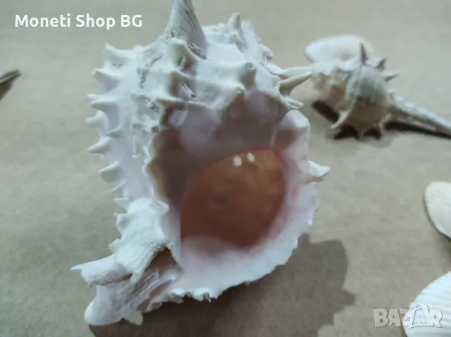 Океански дарове, снимка 2 - Други ценни предмети - 48933786