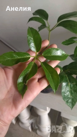 Чадъреста шефлера рядък вид , снимка 4 - Стайни растения - 52506181