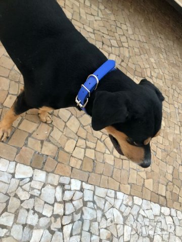 Нашийници за големи кучета. Каишка за голямо куче L / XL. Кожен нашийник за куче. Червен нашийник., снимка 6 - За кучета - 33068195