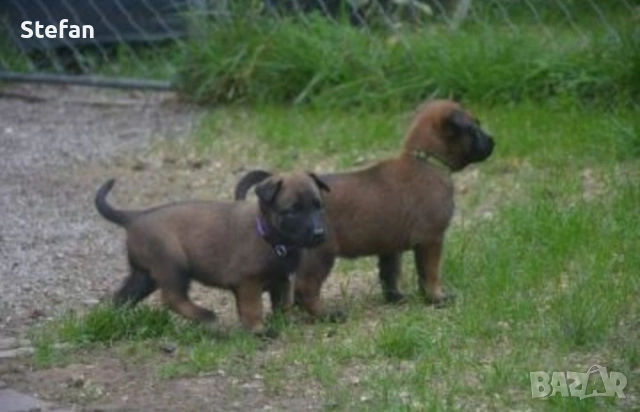 Белгийски овчарка-Малиноа, снимка 4 - Белгийска овчарка - 53422371