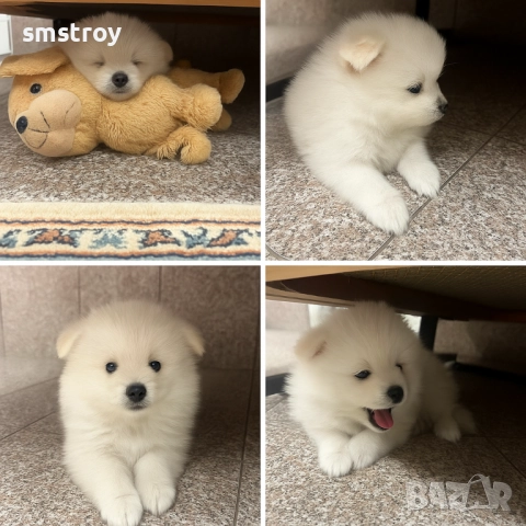 Идеален коледен и новогодишен подарък,Померaн Мини Шпиц , снимка 2 - Померан - 52712170