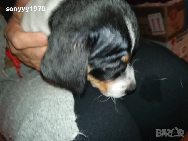 ДЖАК РЪСЕЛ БЕБЕШОЦИ 40 ДЕНА 0210251842, снимка 13 - Джак ръсел териер - 51924045