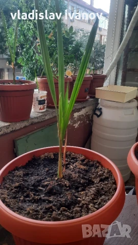 юбея чилийска винена палма , снимка 1