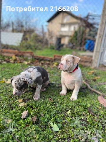 Американско Були Покет, снимка 4 - Други - 52120661