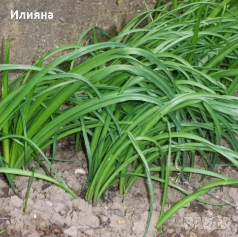 Шипка,Глог,Коприва,Лапад,Манголд,Розмарин,Самардала,Песто от Коприва, снимка 6 - Разсади - 44957834