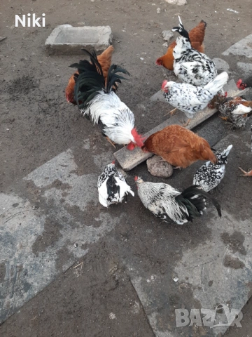Продавам млади домашни кокошки и петли , снимка 2 - Кокошки и пуйки - 53255211
