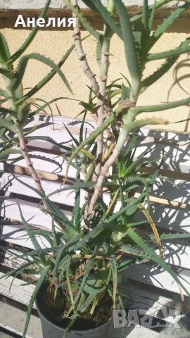 Aloe arborescens -Дървовидно алое 4 годишно, снимка 1 - Стайни растения - 37710690