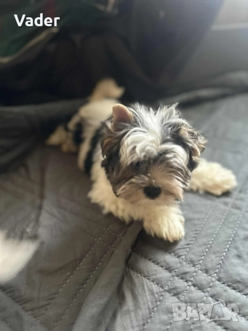 Бивер териери, снимка 3 - Други - 51737972