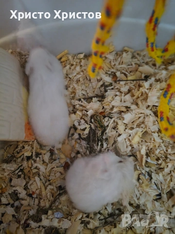 бял хамстер , снимка 2 - Хамстери - 53579359