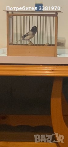 Канарчета орфеев и славеев стил, снимка 2 - Канари - 36696385