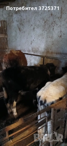 Продавам 2бр мъжки телета , снимка 5 - Крави - 53295775