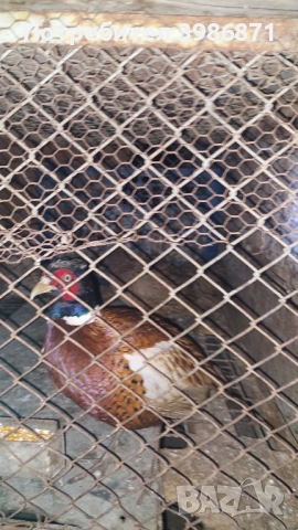 Продавам мъжки фазан може трампа за ярка, снимка 2 - други­ - 51834110