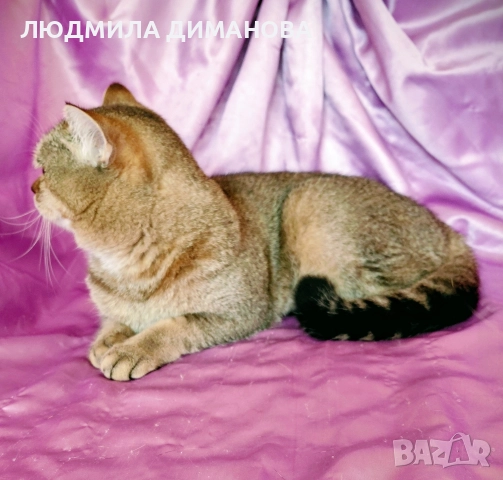 Шотландско мъжко с родословие , снимка 7 - Британска късокосместа - 52998142