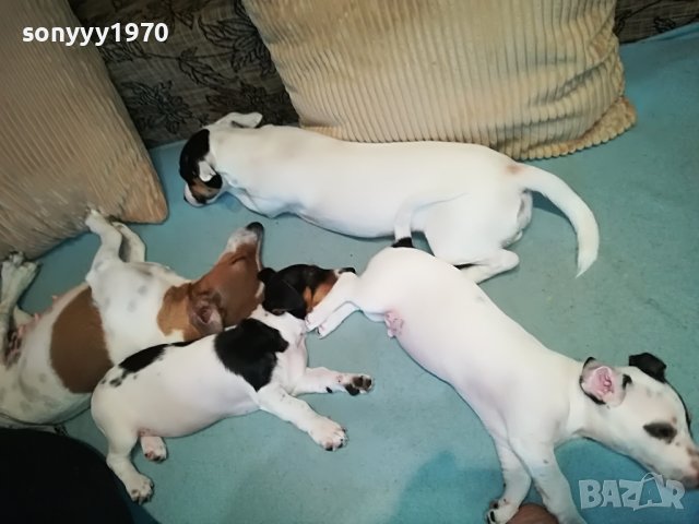 сладко кученце 2804221904, снимка 8 - Джак ръсел териер - 36594571