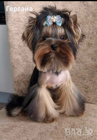 Мини йоркширски териер, снимка 6 - Йоркширски териер - 53348440