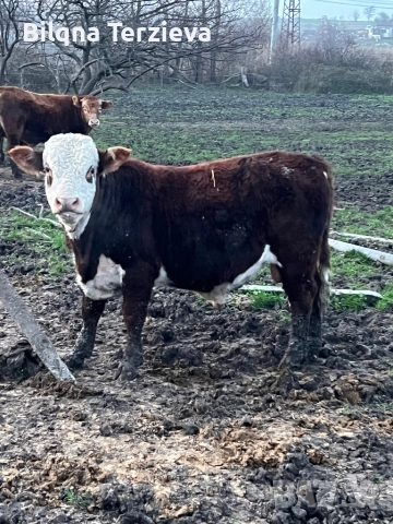 Продавам телета, снимка 7 - Крави - 52553918