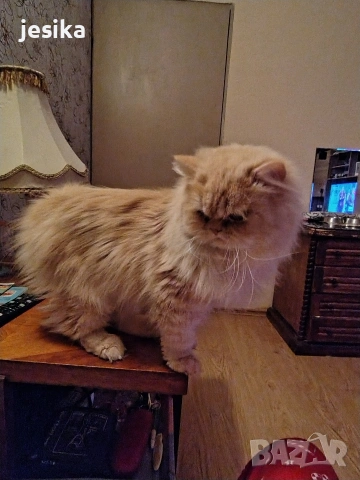 Мъжки персийци на година и половина с хигиенни навици не кастрирани,чиста порода ., снимка 2 - Персийска - 53203681