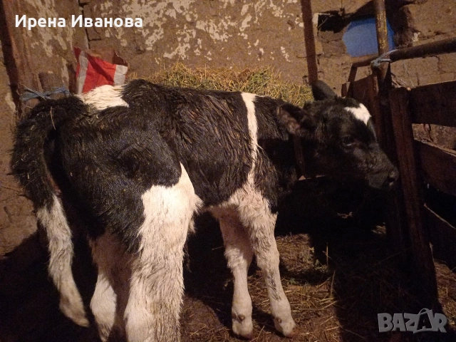 Продавам мъжко теле новородено , снимка 3 - Крави - 53124302