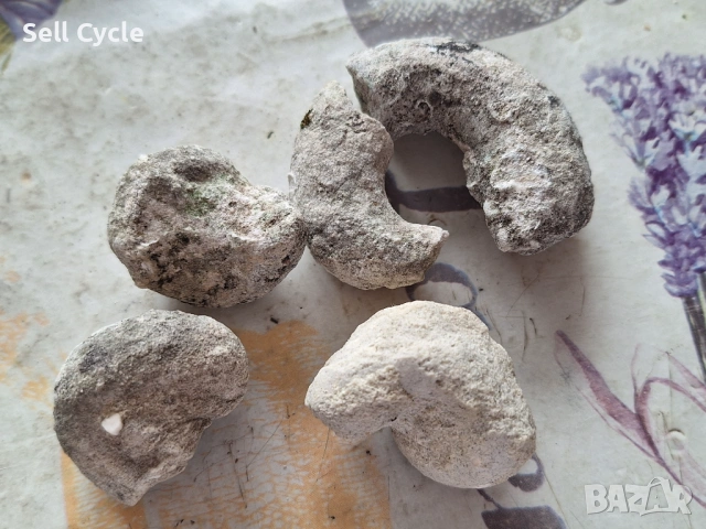 ✅ФОСИЛИ - ЯДКИ ОТ ОХЛЮВИ - ПРОВАДИЯ❗, снимка 2 - Колекции - 53431999