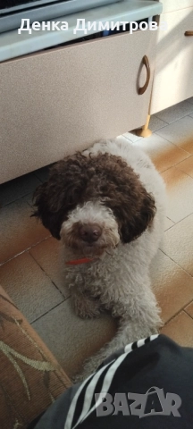 Лагото романьоло 