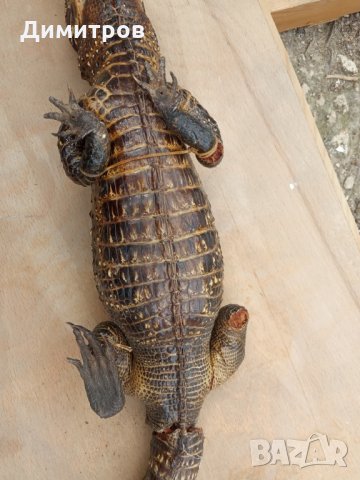 Крокодил препариран, снимка 10 - Декорация за дома - 33125527