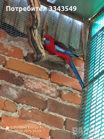 Мъжка червена пенантова розела 