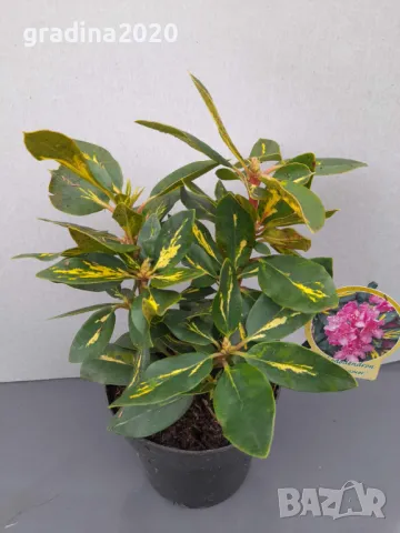 Рододендрон, снимка 6 - Градински цветя и растения - 40040589