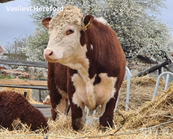 Елитни бикове Херефорд, снимка 3 - Крави - 53298178
