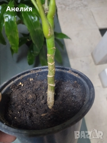 Чадъреста шефлера рядък вид , снимка 7 - Стайни растения - 52506181