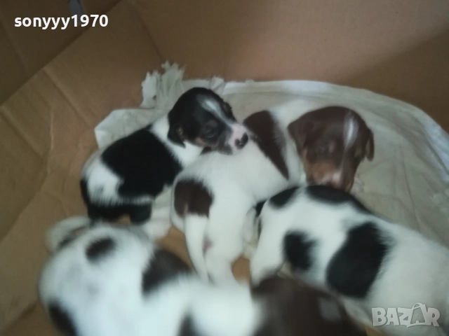 ДЖАК РЪСЕЛ-250ЛВ ЗА БРОЙ 0409251453, снимка 8 - Джак ръсел териер - 51605105