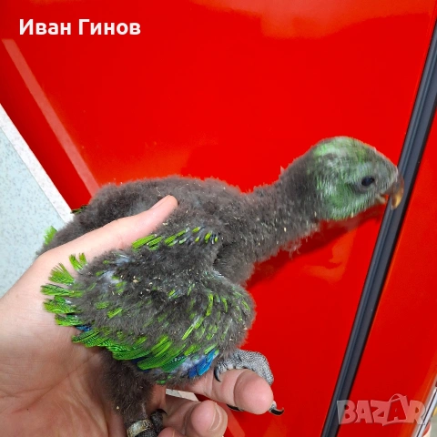 Папагали Еклектос , снимка 14 - Папагали - 51198945