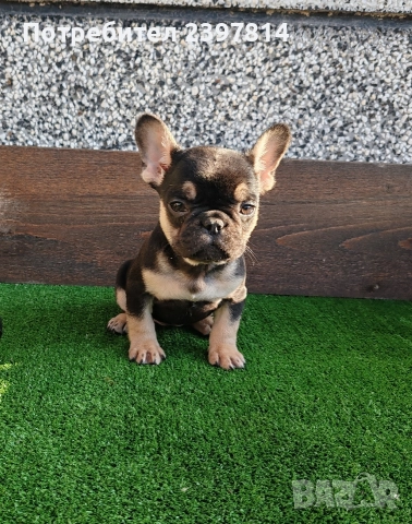 Френски булдог , снимка 14 - Френски булдог - 52372599