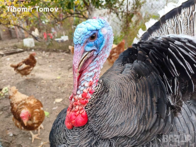 продавам млади домашно гледани пуйки пуяци петли кокошки , снимка 2 - Кокошки и пуйки - 52589751