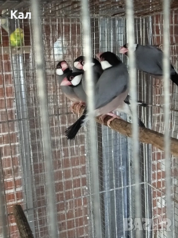 Оризарки, снимка 2 - Амадини - 53572974